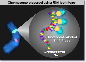 Ibridazione in situ a fluorescenza (FISH) per analisi citogenetica