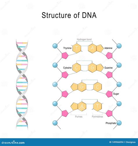 Schema del DNA