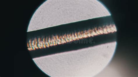 Microscopio che esamina capelli