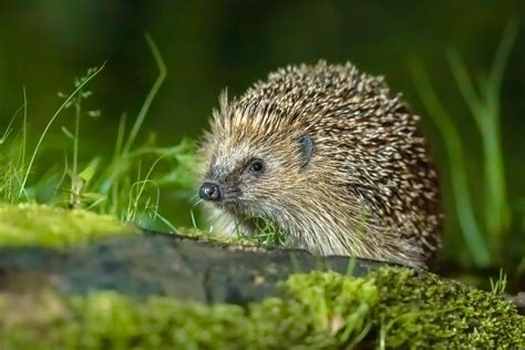 foto di un piccolo riccio nel suo habitat naturale
