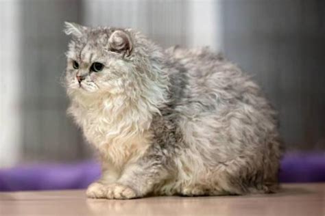 ritratto di un gatto di razza Selkirk Rex con il suo tipico pelo riccio