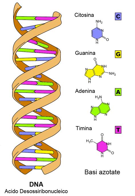 Immagine concettuale di DNA umano stilizzato con elementi digitali