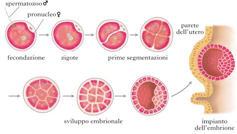 Diagramma dello sviluppo embrionale di un pesce