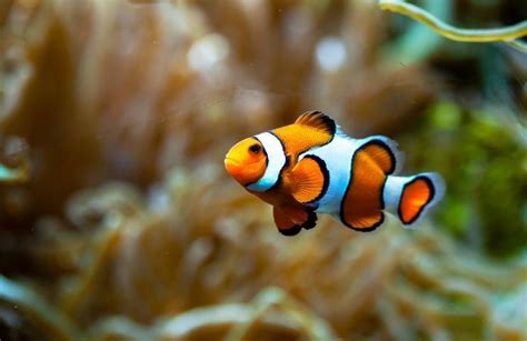 Pesce con livrea colorata