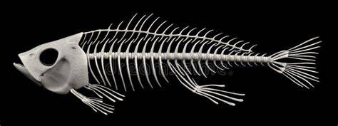 Scheletro di pesce zebra