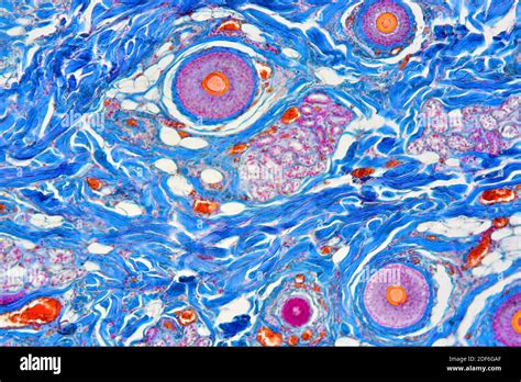 Sezione trasversale del tessuto che mostra la traspirabilità