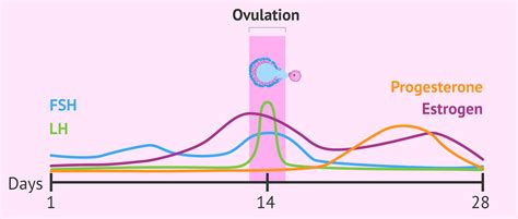 Ovulation hormones diagram