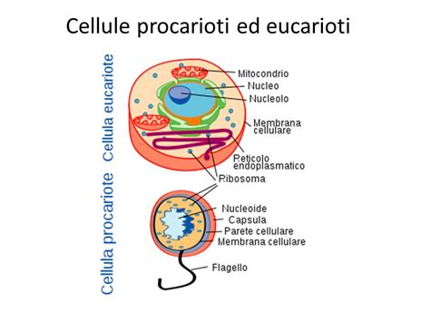 Diagramma dell'evoluzione cellulare da procarioti a eucarioti
