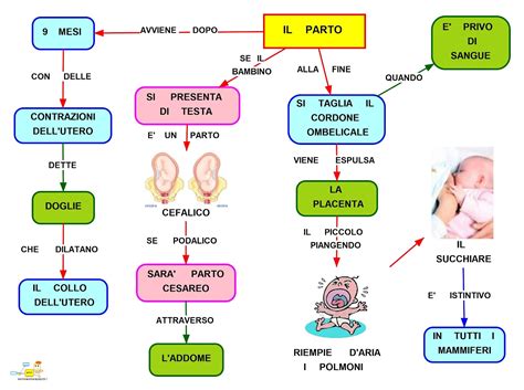 Schema che illustra il ruolo dell'ossitocina nel parto, allattamento e legame sociale