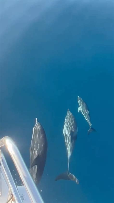 Delfino che traina una barca speciale