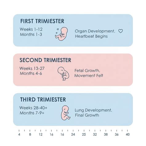 Infografica che mostra le tappe principali della gravidanza con consigli per ogni trimestre