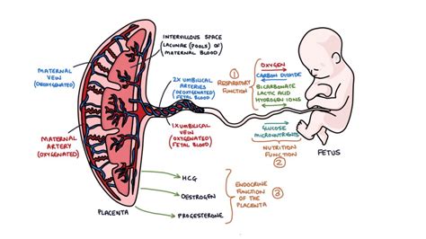 Placenta function diagram with alcohol crossing