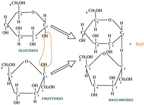 Schema dei processi di estrazione industriale del saccarosio