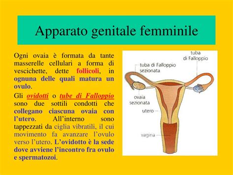 Schema anatomico della vagina