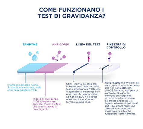 Diagramma del test di gravidanza che mostra come rileva l'ormone hCG