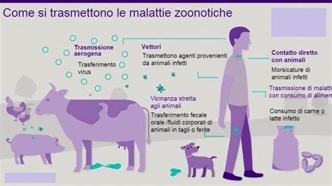 Schema informativo sul corretto utilizzo del microchip e la prevenzione delle zoonosi