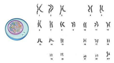 Diagramma comparativo dei cromosomi umani e equini