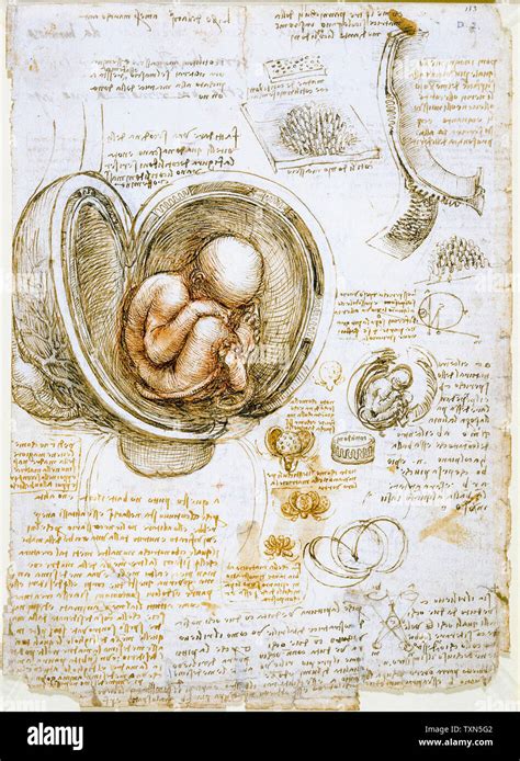 Disegno anatomico di Leonardo da Vinci del feto nell'utero