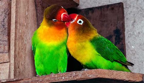 Inseparabili che interagiscono