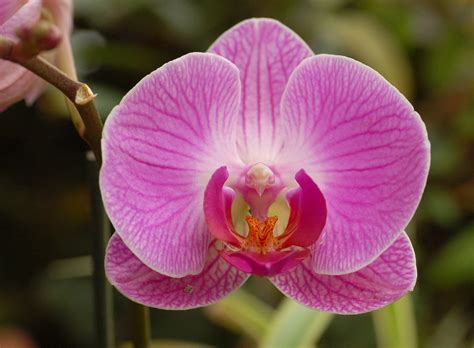 Orchidea in fiore