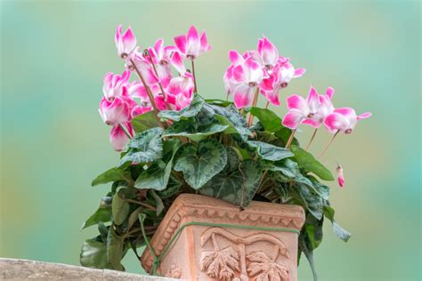 Ciclamino in vaso