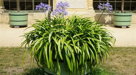 Agapanthus in fioritura