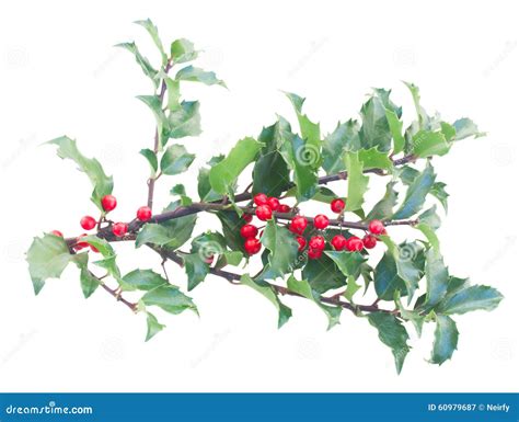 Rami di agrifoglio con bacche rosse