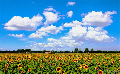 Campo di girasoli