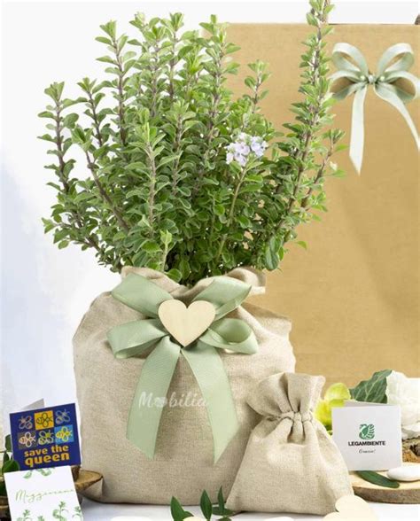 Bomboniere con piantine aromatiche