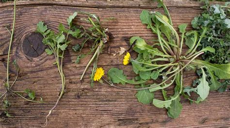 Campo fiorito con erbe spontanee di diverse specie