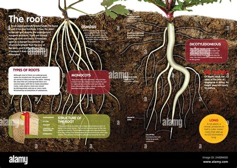 Infografica sulle piante bioindicatrici e le loro proprietà