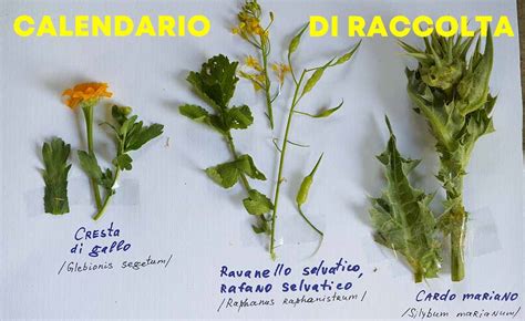 Raccolta di erbe spontanee in un prato di campagna