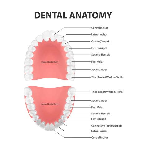illustrazione schematica delle deformazioni dell'arcata dentale causate dal ciuccio