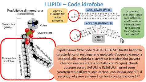 Diagramma semplificato della barriera cutanea e del ruolo degli acidi grassi e dell'acido ialuronico