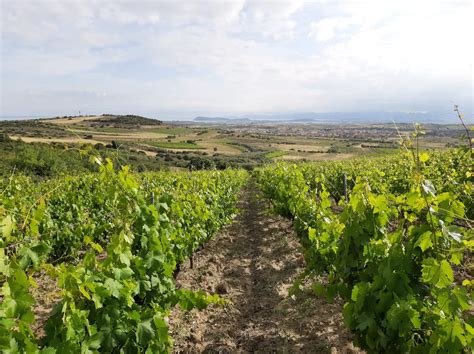 Vigneti dell'Agricola Soi in Sardegna