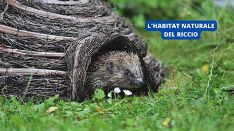 Riccio europeo nel suo habitat naturale