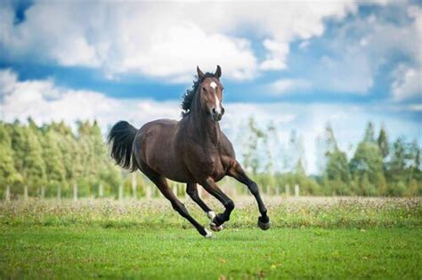 Cavallo che corre in un prato