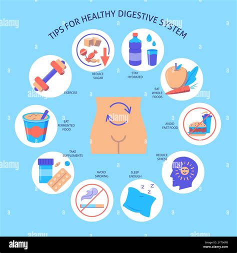 Illustration of a healthy digestive system