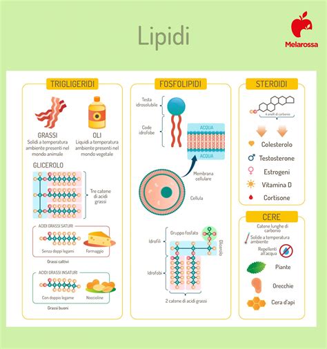 microscopio che inquadra la struttura dei lipidi cutanei a confronto con ingredienti sintetici