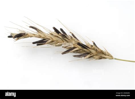 Spighe di segale con presenza di Claviceps Purpurea