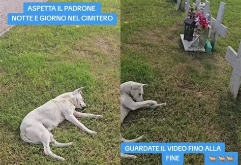 Un cane e il suo proprietario che interagiscono serenamente in un ambiente naturale
