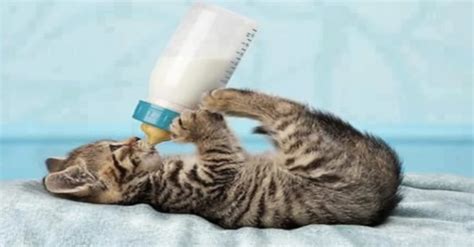 Gattino che beve latte da un biberon apposito