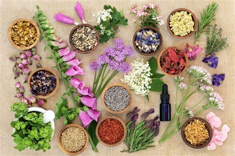 Piante Officinali per il Benessere Femminile