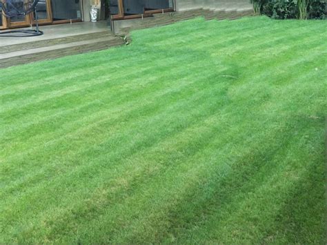 prato sano e curato in un giardino residenziale