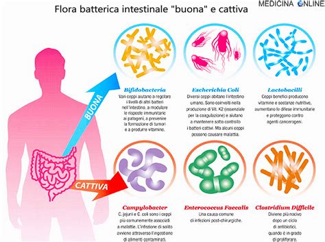 Illustrazione della flora intestinale e l'effetto dei prebiotici