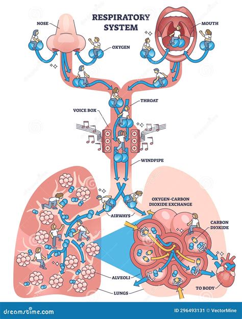 Diagramma del Percorso Respiratorio