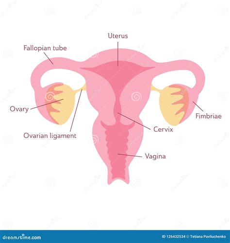 Graphic showing the female reproductive system and highlighting the vagina and uterus in a simplified diagram