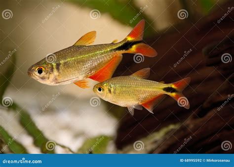 illustrazione di un gruppo di Tetra Neri in acquario