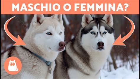 differenze tra maschio e femmina di Tetra Nero