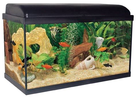 allestimento di un acquario per la riproduzione di piccoli tetra